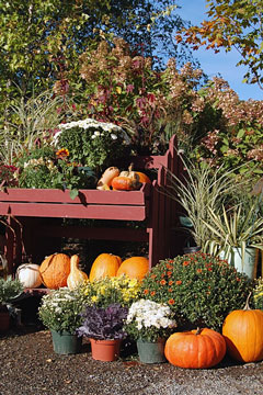retail garden center nursery display