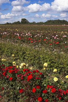 field grown roses