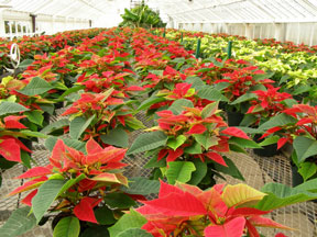 poinsettia plant greenhouse