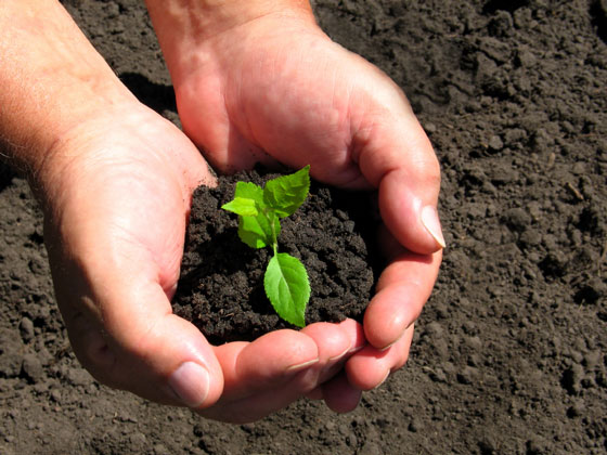 plant seedling