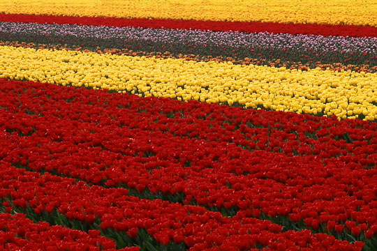 tulip field at a nursery